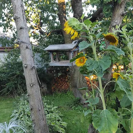 Hradecka *